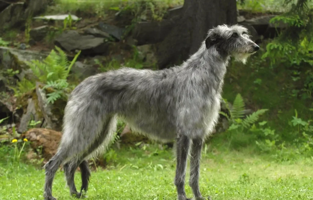 Deerhound
