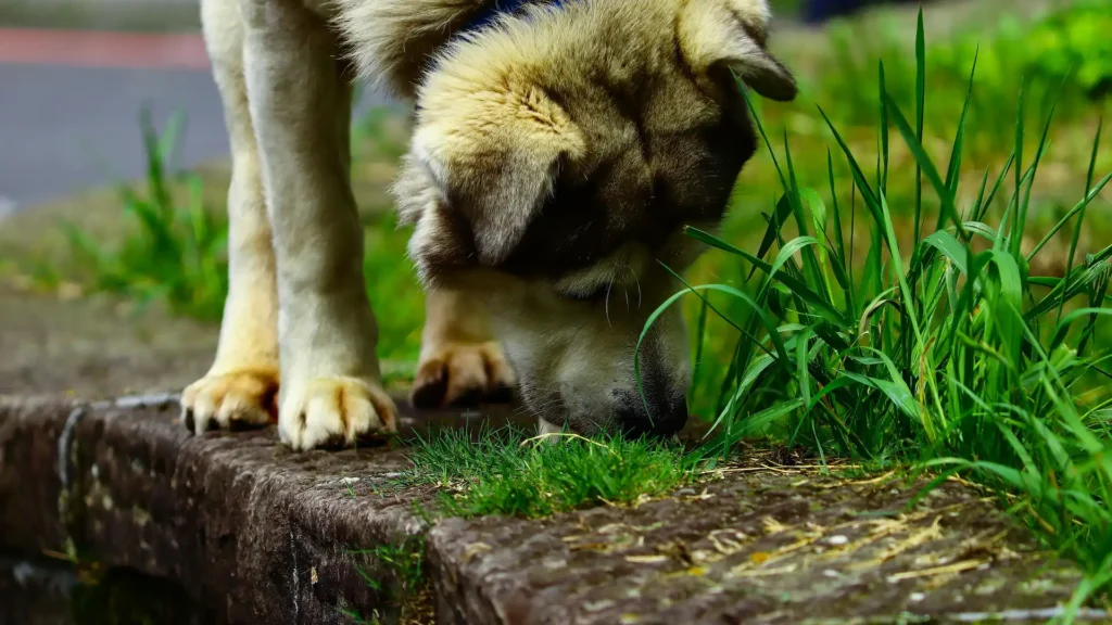 Dog eating grass