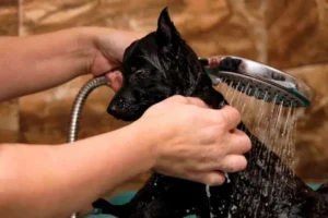 How to bathe a dog