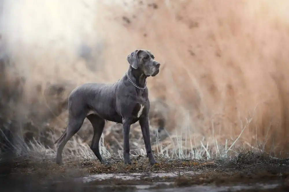 20 Largest Dog Breeds 