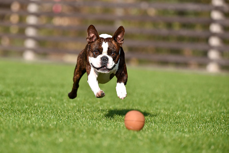 Boston Terrier