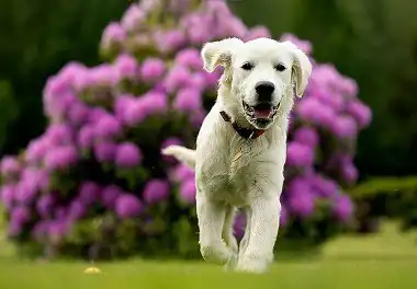 Golden Retriever Health and Diseases