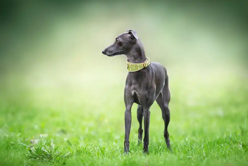 About Italian Greyhounds