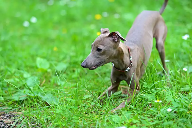 About Italian Greyhounds