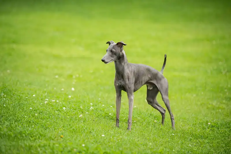 About Italian Greyhounds