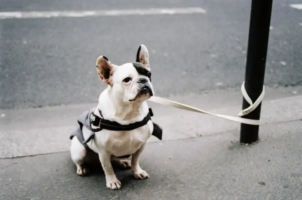 Adult French Bulldog