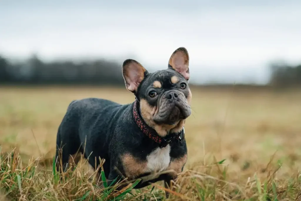 Adult French Bulldog