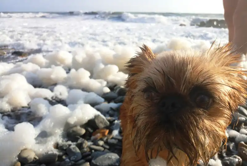 Affenpinscher