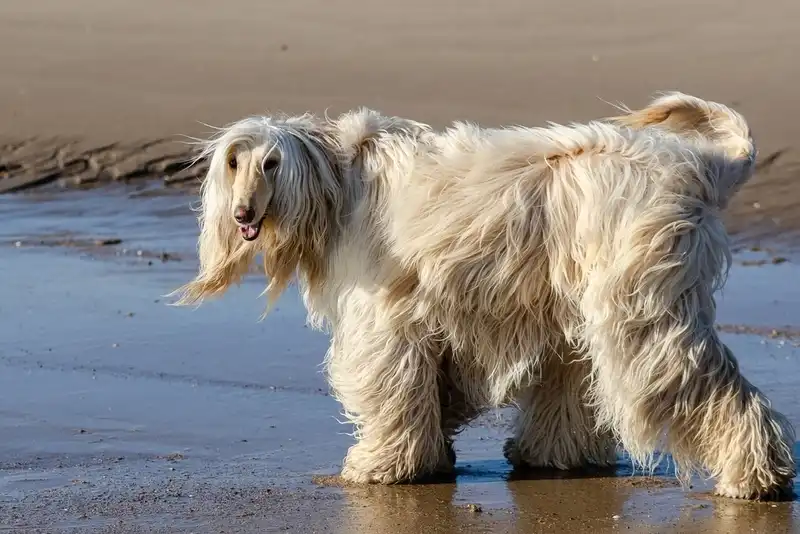Afghan Hound