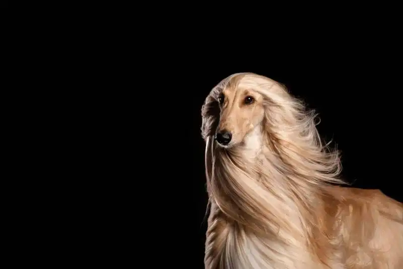 Afghan Hound