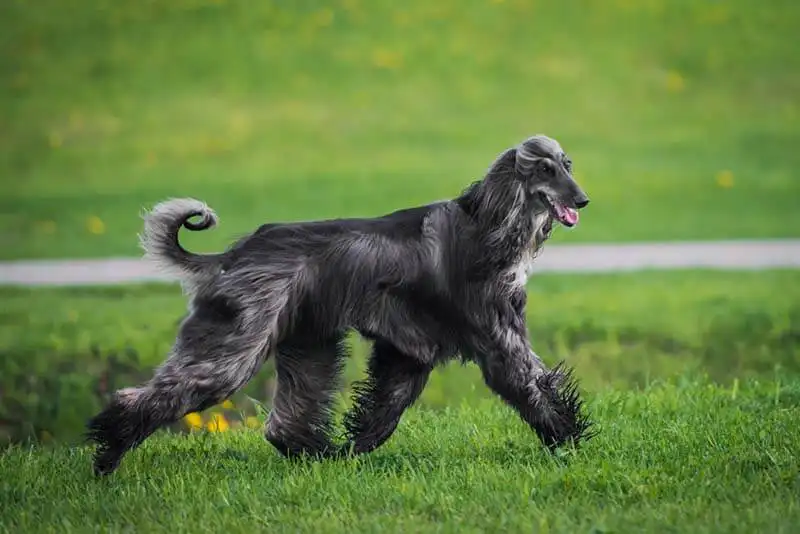 Afghan Hound