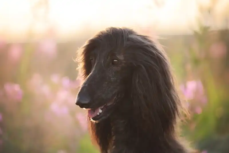 Afghan Hound