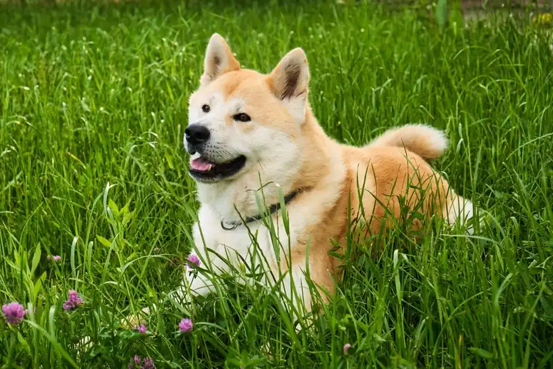 Akita Inu