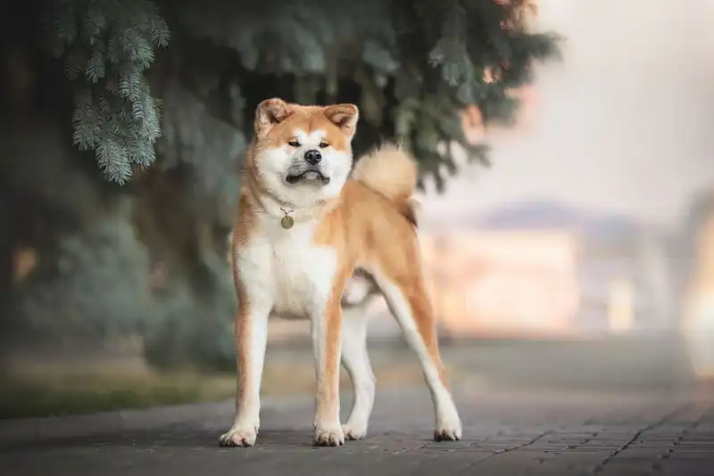 Akita Inu 