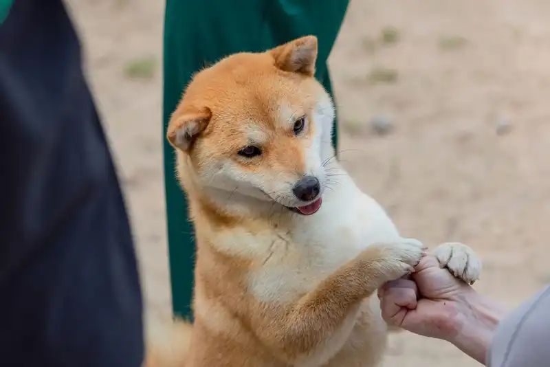 Akita Inu