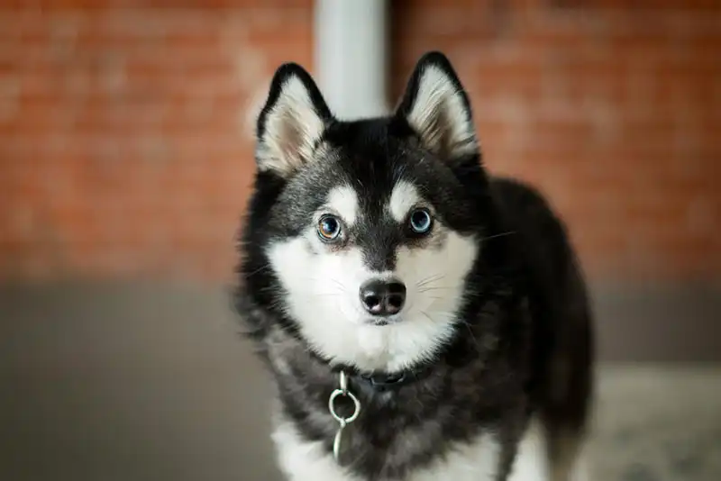 Alaskan Klee Kai