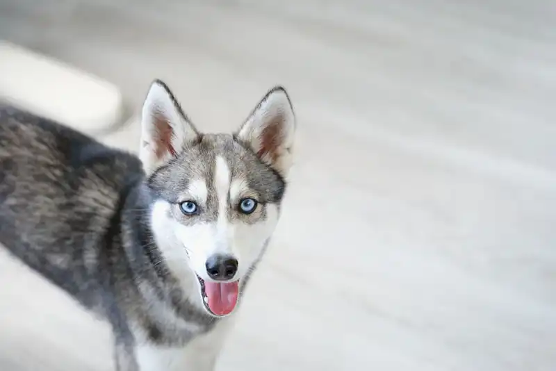 Alaskan Klee Kai