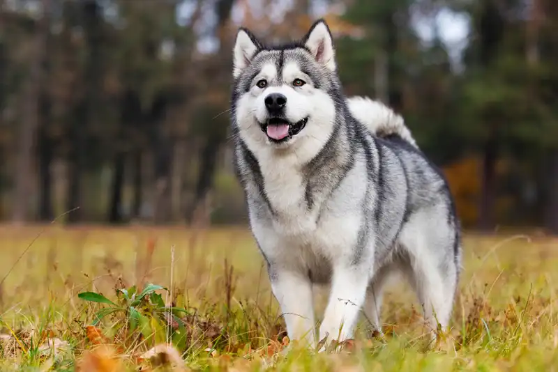 Alaskan Malamute