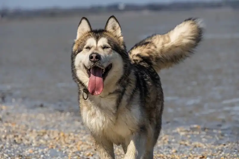 Alaskan Malamute