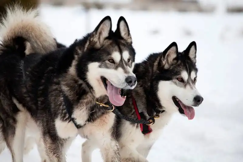 All About Alaskan Huskies