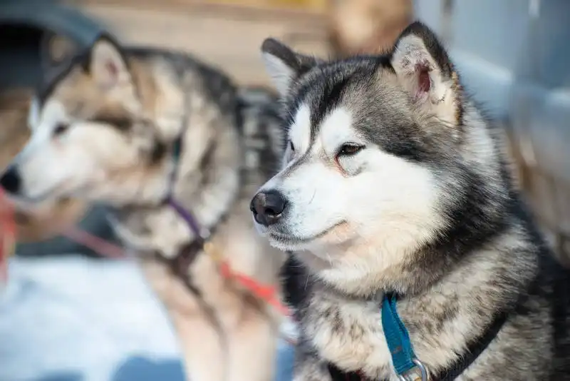 All About Alaskan Huskies