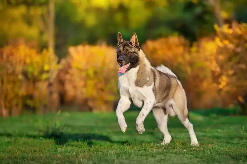 American Akitas