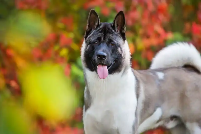 American Akitas