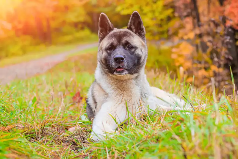 American Akitas