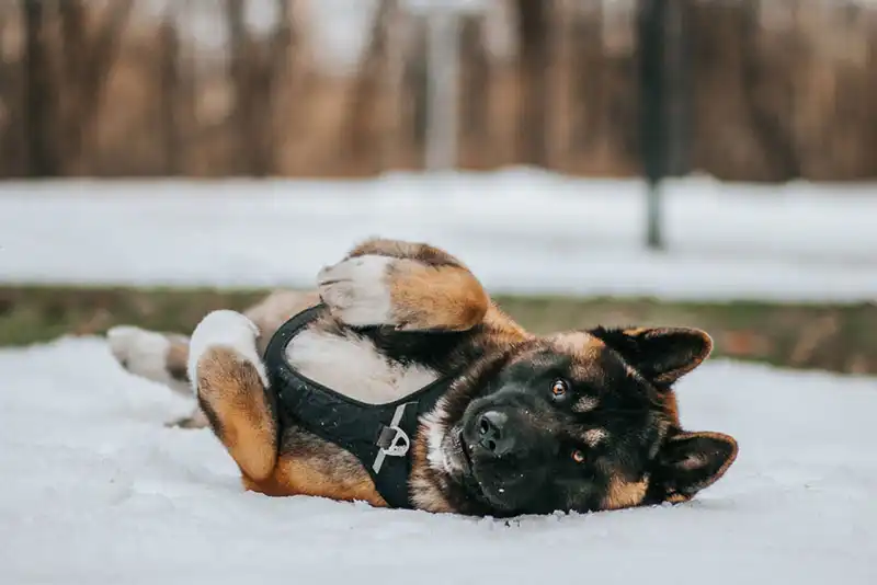 American Akitas