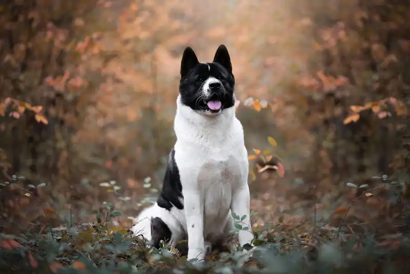 American Akitas