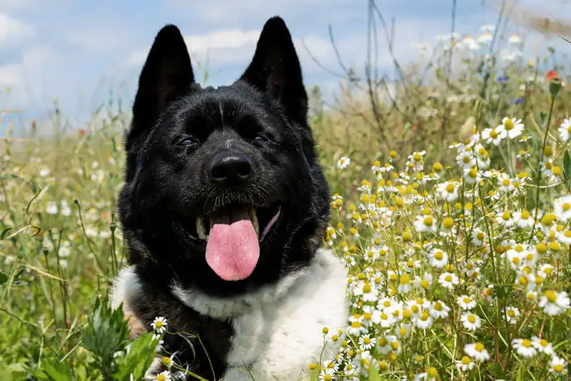American Akitas