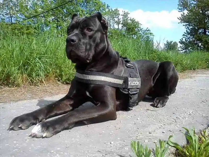 American Bandog