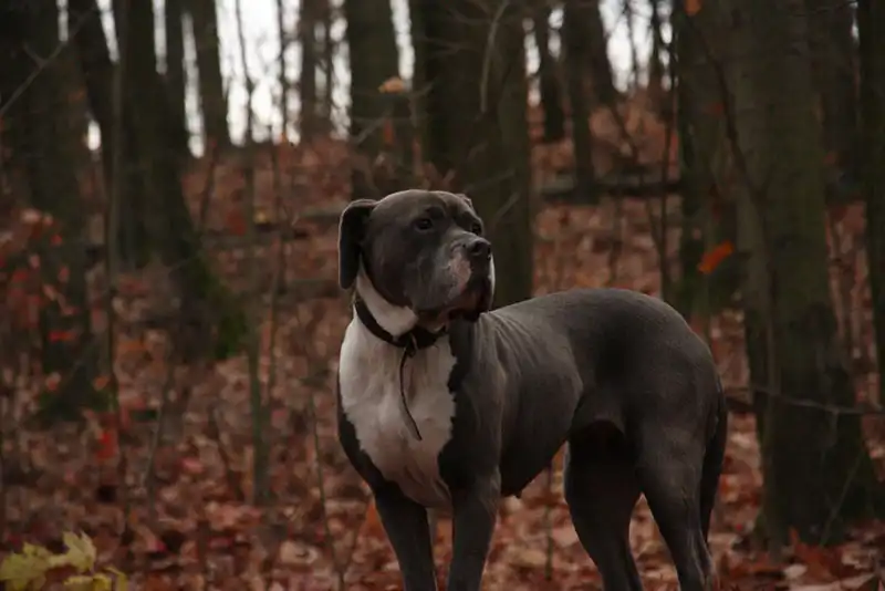 American Bandogge Character