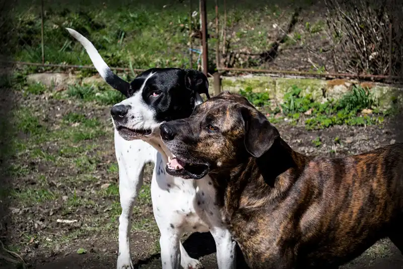 American Bandogge