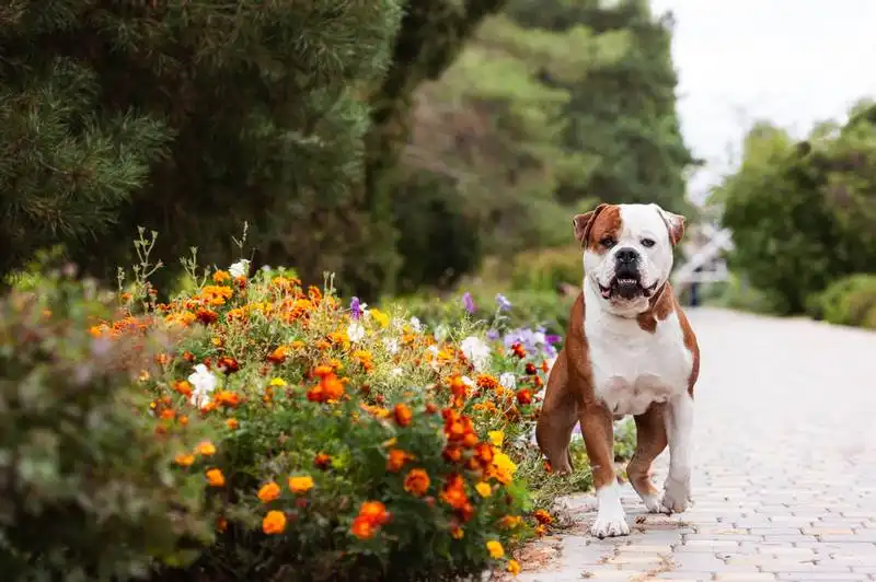 American Bulldog