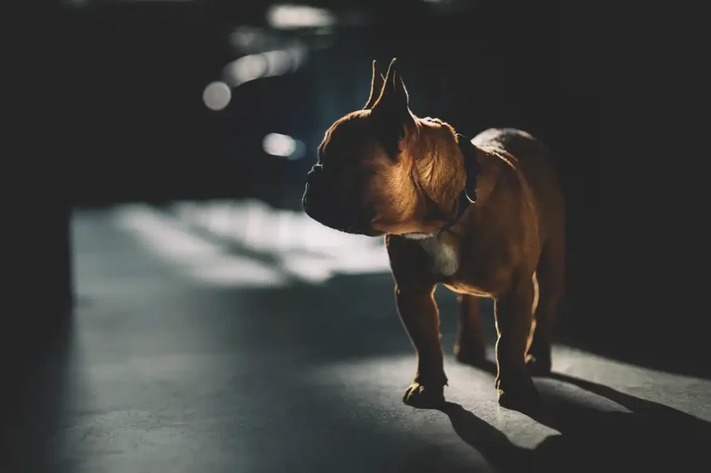 American Bulldog 