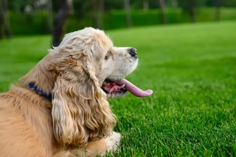 American Cocker Spaniel
