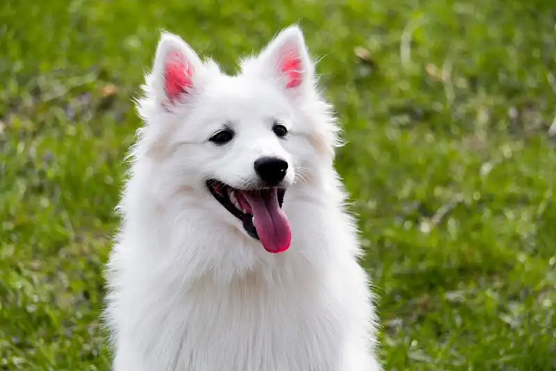 American Eskimo Dog
