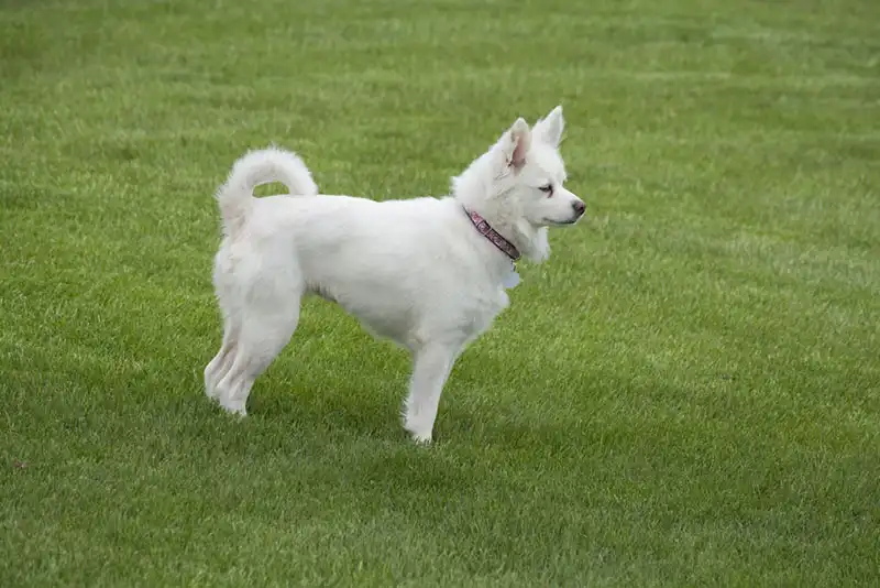 American Eskimo Dog 
