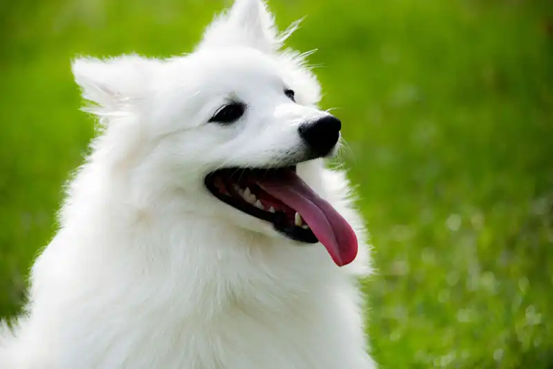 American Eskimo Dog