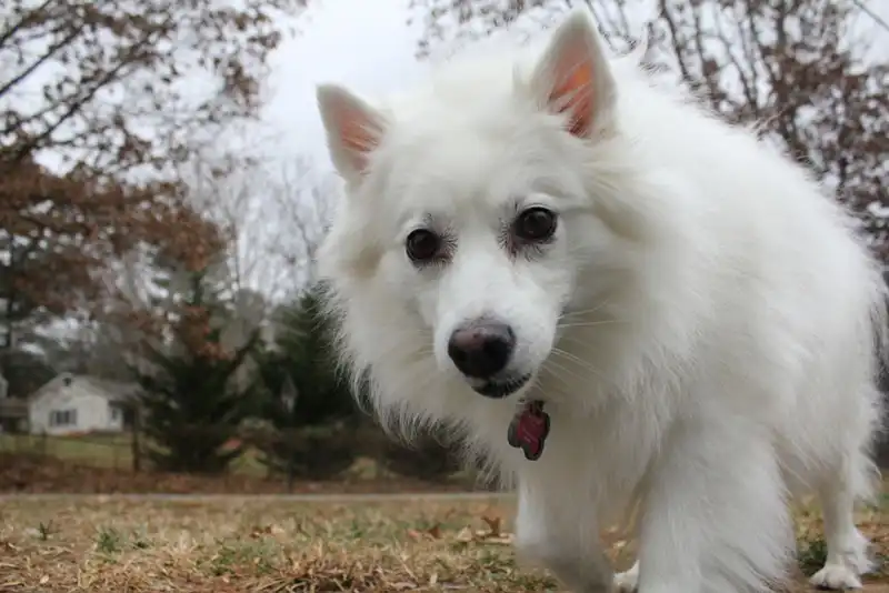 American Eskimo Dog 
