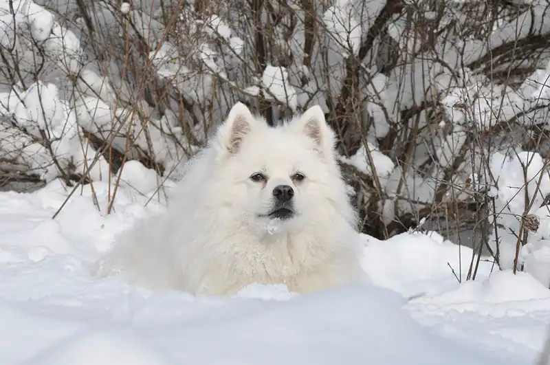 American Eskimo Dog