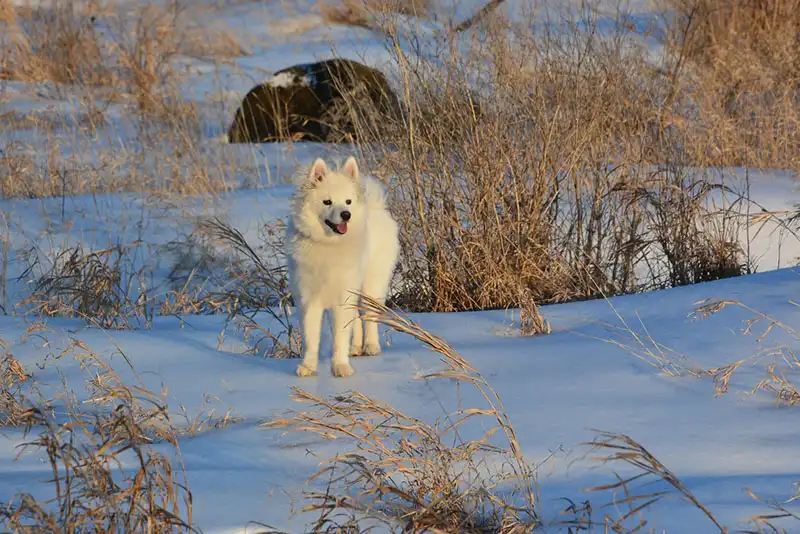 American Eskimo Dog