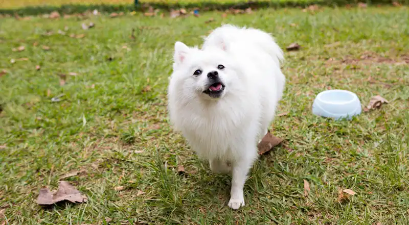 American Eskimo Dog