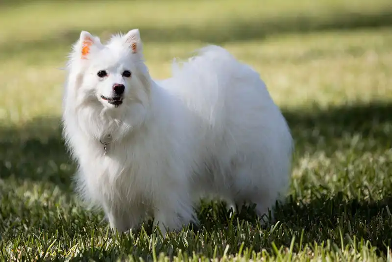 American Eskimo Dog