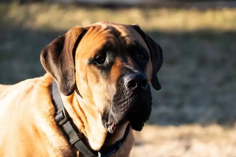 American Mastiff 
