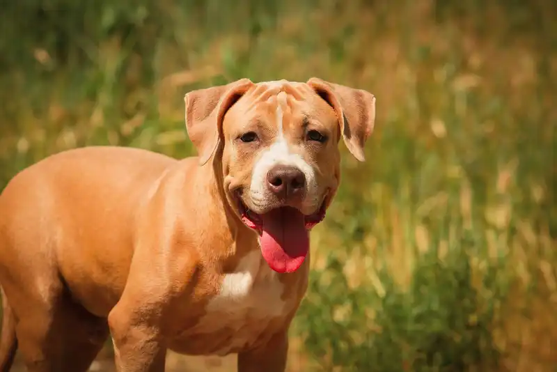 American Pit Bull Terrier 