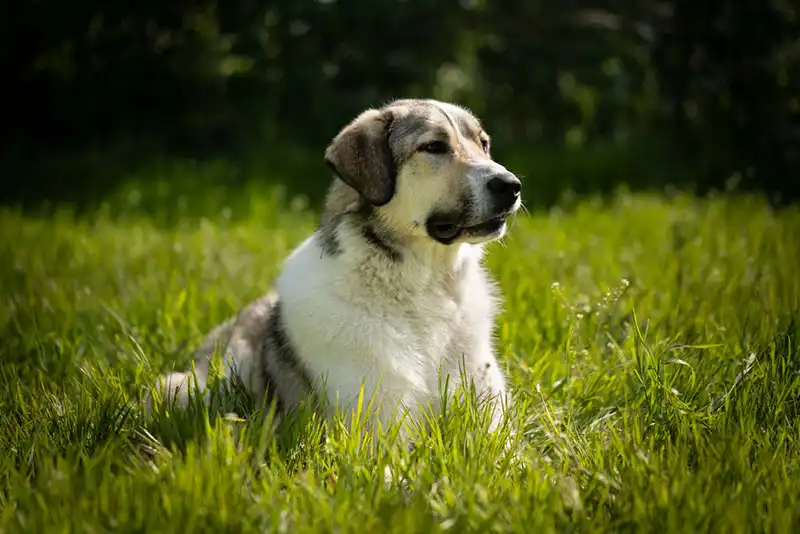 Anatolian Shepherd Dog 