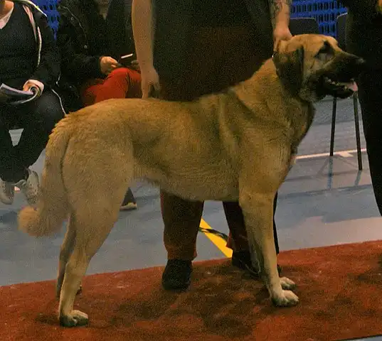 Anatolian Shepherd Dog 