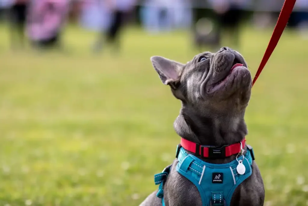 Are French Bulldogs